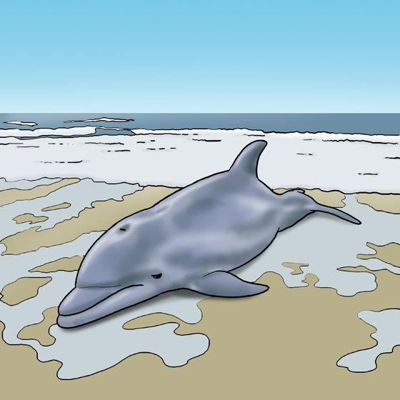 Dolfijn op strand